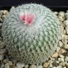 Epithelantha_micromeris_2